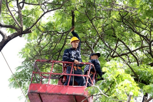 Đề xuất dùng flycam khám sức khỏe cây xanh ở TP.HCM